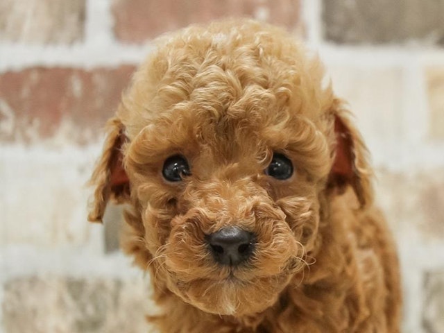 静岡県のトイプードル(トイ) (ペッツワン伊東店/2024年11月9日生まれ/男の子/レッド)の子犬